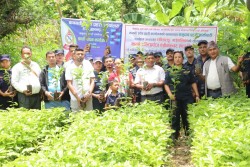 राक्सिराङमा ४ हजार कफीको विरुवा रोपियो, १५ हजार हस्तान्तरण