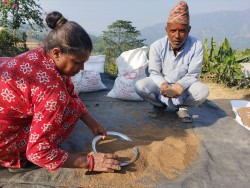 मकवानपुरको गढीमा कोदोको खेती गर्ने किसानको आकर्षण बढ्दो