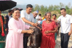 सीमान्तकृत जाती वनकरियालाई पाडी वितरण  