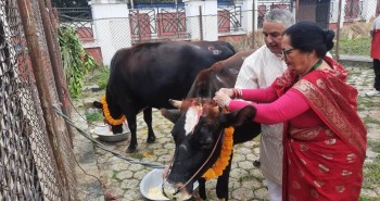 राष्ट्रपति पौडेलद्वारा गाई पूजा