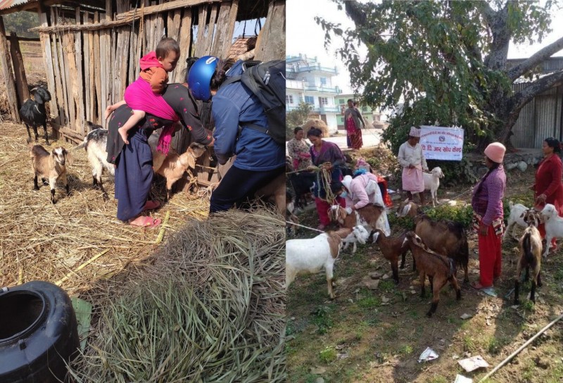 मकवानपुरमा डेढ लाख बाख्रा र प्रदेशभर ९ लाख ७९ हजारमा पिपीआर खोप 